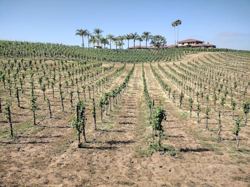 Lush vineyard estate — Temecula wine country is just 35 minutes from the property